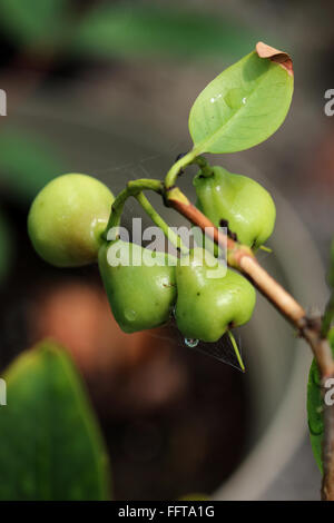 Junge Syzgium Samarangense oder bekannt als Wachs Jambu wächst auf einem Baum Stockfoto