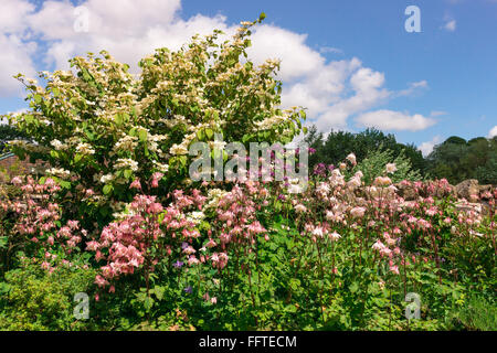 Akeleien (Trivialnamen: Omas Motorhaube oder Columbine) und einem Hobble-Busch in einem Garten. Stockfoto