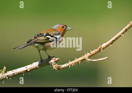 Gemeinsamen Buchfinken (Fringilla Coelebs) thront auf Bramble. Stockfoto