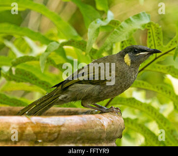 Lewins Honigfresser, Meliphaga Lewinii am Rand des Terrakotta Vogeltränke Hintergrund von grünen Farnen im australischen Garten Stockfoto