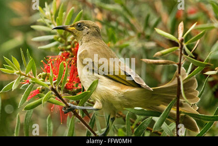 Australische braun Honigfresser, Lichmera Indistincta unter rote Bottlebrush / Zylinderputzer Blüten und Blätter auf grünem Hintergrund im Stadtgarten Stockfoto