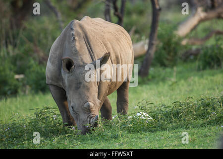 Eine Beweidung weiße Nashorn in eine grüne Wiese Stockfoto