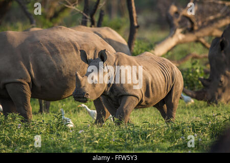 Rhino Jugendlicher Weiden Stockfoto