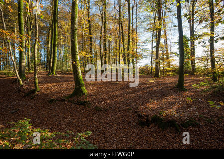 Buchenholz im Herbst mit streaming Sonnenlicht offenbart goldene Farben Stockfoto