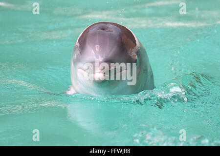 Duisburg, Deutschland. 17. Februar 2016. Junge Delphin schwimmt Debbie im Delfinarium im Zoo Duisburg, Deutschland, 17. Februar 2016. Heute können Besucher die junge Wasserrinne, geboren am Heiligabend, zum ersten Mal sehen. Foto: CAROLINE SEIDEL/Dpa/Alamy Live News Stockfoto