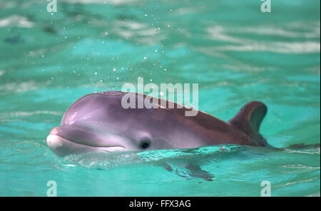 Duisburg, Deutschland. 17. Februar 2016. Junge Delphin schwimmt Debbie im Delfinarium im Zoo Duisburg, Deutschland, 17. Februar 2016. Heute können Besucher die junge Wasserrinne, geboren am Heiligabend, zum ersten Mal sehen. Foto: CAROLINE SEIDEL/Dpa/Alamy Live News Stockfoto