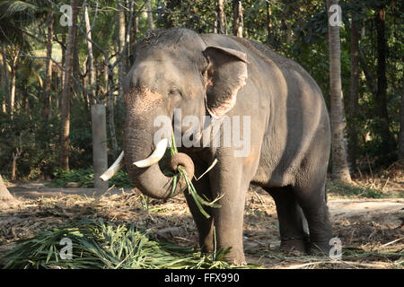 Elephant Eating, Guruvayur Tempel, Guruvayoor Tempel, Punnathur Gotta Elephant Sanctuary, Punnathurkotta, Kottapadi, Thrissur, Kerala, Indien, Asien Stockfoto