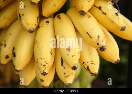 Obst, Banane botanischen Namen Musa paradiesischen Familie Musaceae Bündel Bananen Plantage Obst Stockfoto