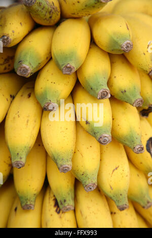 Bananenfrucht Botanischer Name Musa paradiesische Familie Musaceae Haufen Bananenplantagen Früchte Stockfoto