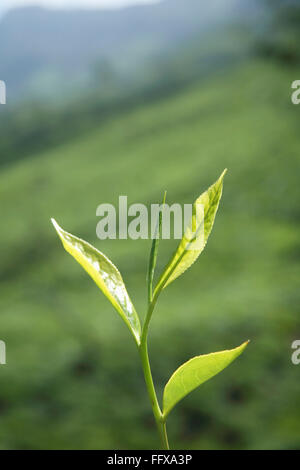 Teepflanze, Teestrub, Teebaum, Camellia sinensis, frisches Laub und zarte Blätter, Teegarten in Munnar , Kerala , Indien , Asien Stockfoto
