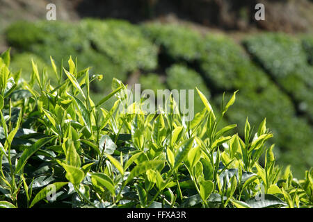 Teepflanze, Teestrub, Teebaum, Camellia sinensis, frisches Laub und zarte Blätter, Teegarten in Munnar, Kerala, Indien Stockfoto
