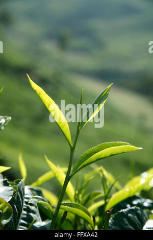 Teepflanze, Teestrub, Teebaum, Camellia sinensis, frisches Laub und zarte Blätter, Teegarten in Munnar, Kerala, Indien Stockfoto