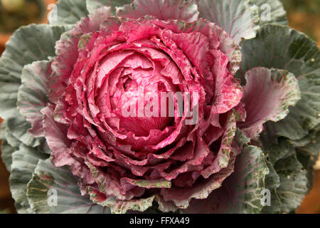 Gemeinsamen Namen Blüte oder ornamentalen Grünkohl Kohl lateinischen Namen Brassica Oleracea Arten Stockfoto