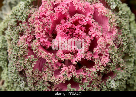 Grünkohl oder ornamentalen Kohl lateinischen Namen Brassica Oleracea Arten blühen Stockfoto