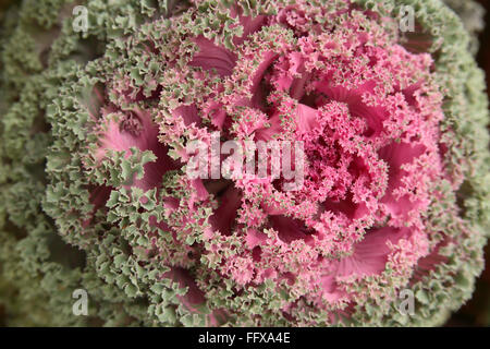 Grünkohl oder ornamentalen Kohl lateinischen Namen Brassica Oleracea Arten blühen Stockfoto