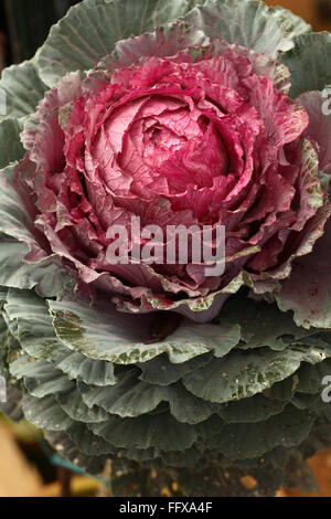 Gemeinsamen Namen Blüte oder ornamentalen Grünkohl Kohl lateinischen Namen Brassica Oleracea Arten Stockfoto