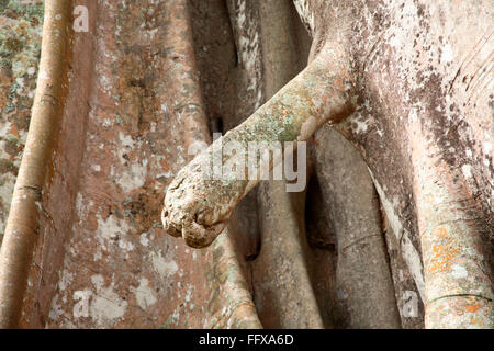 Teil der Banyan-Baum sieht aus wie menschliche Körper Teil Botanischer Name Ficus Bengalensis, Periyar Wildlife Sanctuary Thekkady Kerala Stockfoto