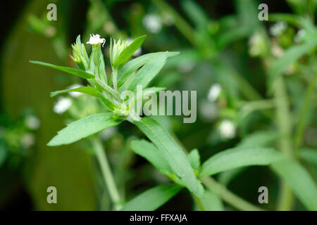 Pflanze, Kraut natürliche süße Pflanze Blättern verbreitete Namen Stevia Zucker Pflanze botanischen Namen zusammengesetzten Rebaudiana Bertoni Stockfoto