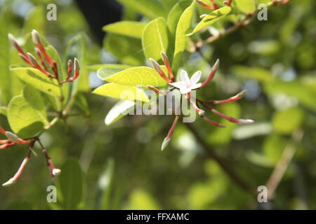 Carissa canjasta, Carissa carandas, Karonda, Christdorn, Carandas Pflaume, karanda, Natal Plum, Vengurla, Maharashtra, Indien, Asien Stockfoto