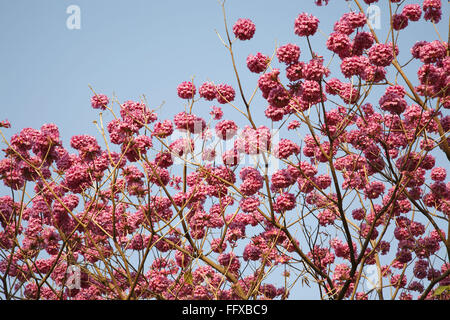 Tabebuia impetiginosa, Handroanthus impetiginosus, rosa ipe, rosa Lapacho, rosa Trompetenbaum, lila Trompetenbaum, Ipe, Taheebo, Ameisenholz, Stockfoto