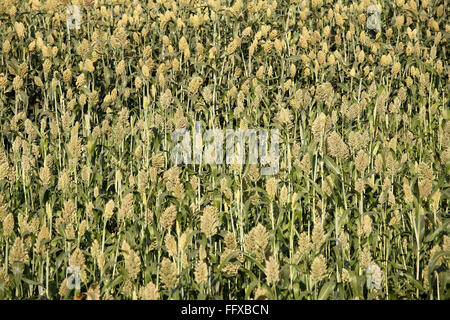 Jawar Jawari Jowar Sorghum Field , Maharashtra , Indien , Asien Stockfoto