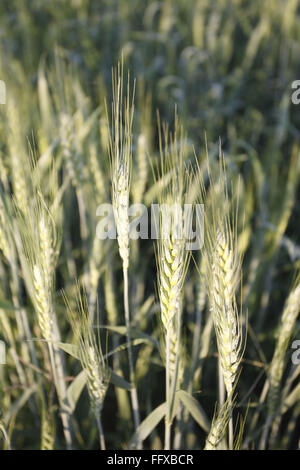 Korn, Ernte von Weizen Gehun Triticum Aestivum im Feld, Maharashtra, Indien Stockfoto