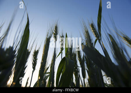 Korn, Ernte von Weizen Gehun Triticum Aestivum im Feld, Maharashtra, Indien Stockfoto