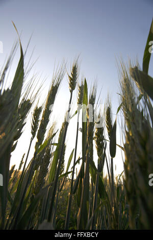 Korn, Ernte von Weizen Gehun Triticum Aestivum im Feld, Maharashtra, Indien Stockfoto