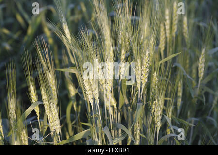 Korn, Ernte von Weizen Gehun Triticum Aestivum im Feld, Maharashtra, Indien Stockfoto