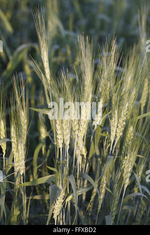 Weizenernte; Gehun; Triticum aestivum; Wachsen im Feld; Maharashtra; Indien; Asien Stockfoto