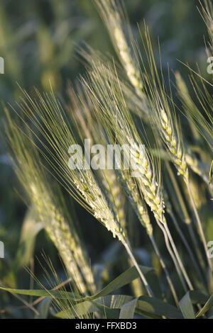 Korn, Ernte von Weizen Gehun Triticum Aestivum im Feld, Maharashtra, Indien Stockfoto