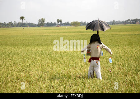 Vogelscheuche im Reisfeld , Tamil Nadu , Indien , Asien , Strohmann, Vogelscheuer, Strohmann, tatterdemalion, Ragamuffin, besser, reich, Scarer, shaggy, Stockfoto