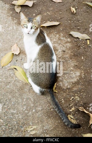 Katze grau weiß umgedreht Stockfoto