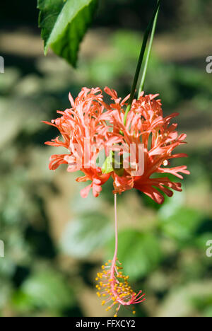 Rosa Blume Hibiskus Schizepetalus japanischer Hibiskus japanische Laterne Jubakusum jaswand Stockfoto