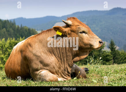 Eine braune Kuh mit weißen Flecken auf der Weide stehen Stockfoto