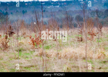 Eine Eule thront auf einem Baumstamm, während im Laufe des Tages Jagd Stockfoto