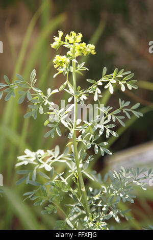 Ruta graveolens, Satap, rue, gemeine rue, Kraut der Gnade, Pflanze, Stockfoto