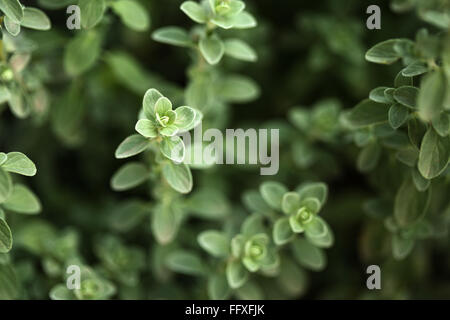 Origanum majorana, Oregano, Marwa, Marua, Majoran, süßer Majoran, geknüpfter Majoran, Indien, Asien Stockfoto