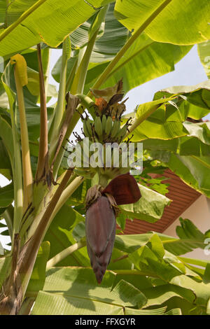 Lady-Finger oder Zucker Bananen, Musa Acuminata, grüne Früchte und männliche Blüte an der Pflanze, Bangkok, Thailand Stockfoto