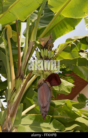 Lady-Finger oder Zucker Bananen, Musa Acuminata, grüne Früchte und männliche Blüte an der Pflanze, Bangkok, Thailand Stockfoto