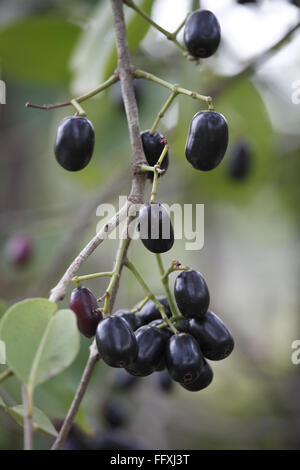 Obst, Jambul Jamun oder Jamblang Syzygium Cumini auf Ast Stockfoto