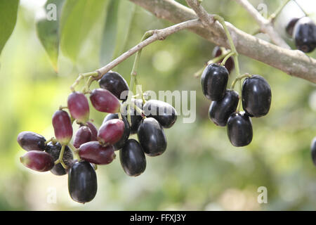 Fruit Jambul Jamun Jamblang Syzygium cumini wächst auf Baumzweigen Stockfoto