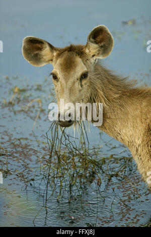 Weibliche Sambar Deer Cervus unicolor Beweidung in Wasser, Ranthambore Nationalpark, Rajasthan, Indien Stockfoto