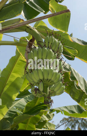 Lady-Finger oder Zucker Bananen, Musa Acuminata, grüne Früchte an der Pflanze, Bangkok, Thailand Stockfoto