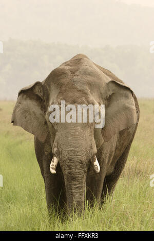 Asiatische Elefanten Tusker bedeckt im Schlamm Elephas Maximus, Corbett Tiger Reserve, Uttaranchal, Indien Stockfoto