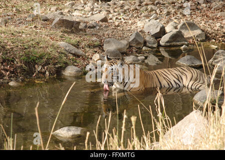 Tiger-Panthera Tigris sitzen im Teich Trinkwasser, Ranthambore Nationalpark, Rajasthan, Indien Stockfoto