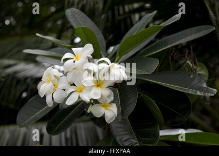 Weiße Blumen auf einem Frangipani-Baum, Plumeria SP., tropische Zierpflanze, Bangkok, Thailand Stockfoto