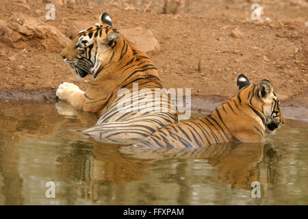 Guda Tigerin mit Cub Panthera Tigris sitzen im Teich, Ranthambore Nationalpark Tiger Reserve, Rajasthan Stockfoto