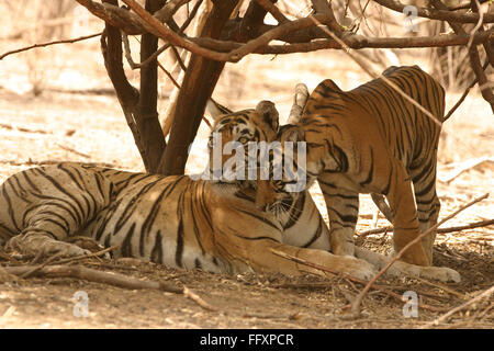 Guda Tigerin mit einjährigen jungen sitzen Panthera Tigris, Ranthambore Nationalpark Tiger Reserve, Rajasthan Stockfoto