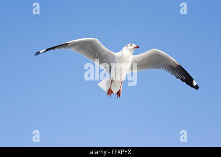 fliegende Möwe Stockfoto